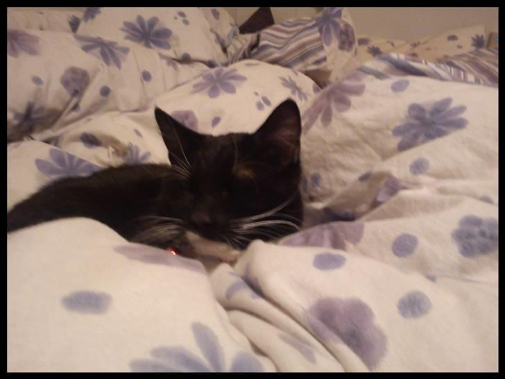 Huskat Batman (Bruce Wayne) - Sluk lyset, mor! Jeg sover ! billede 11