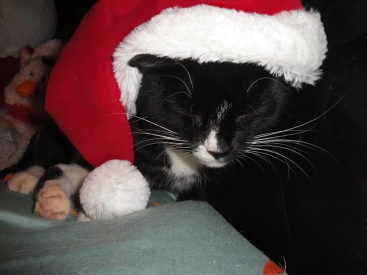 Huskat Pepe billede 11