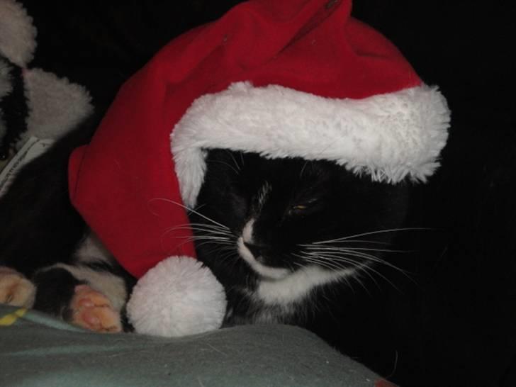 Huskat Pepe billede 12