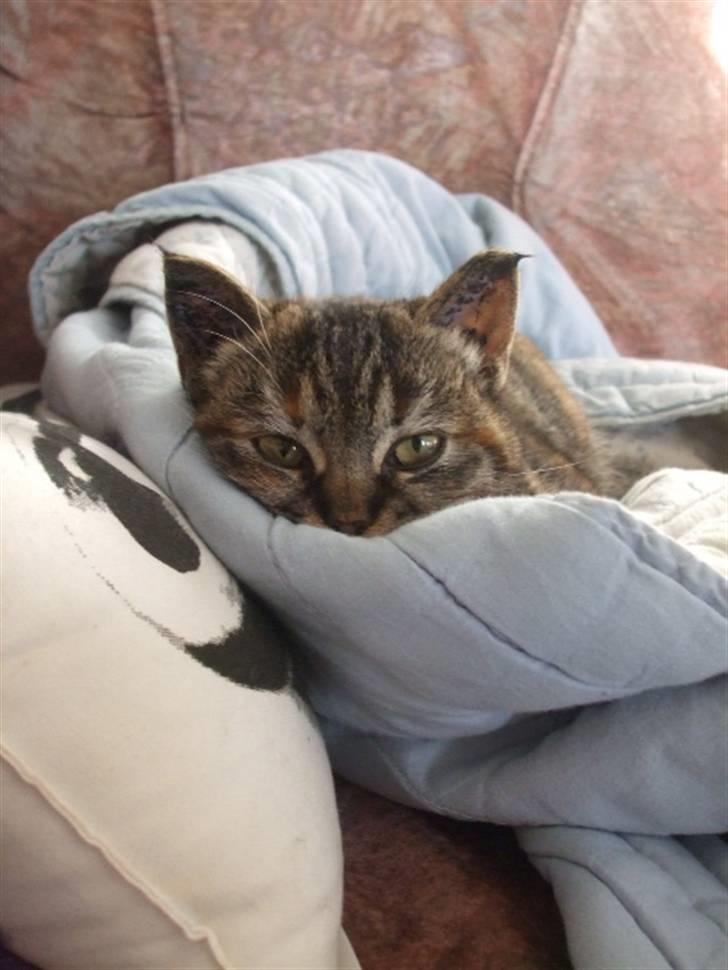 Huskat Janis billede 15