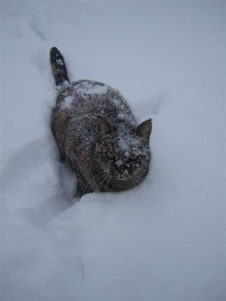 Huskat Janis - Janis ELSKER sne :D billede 16