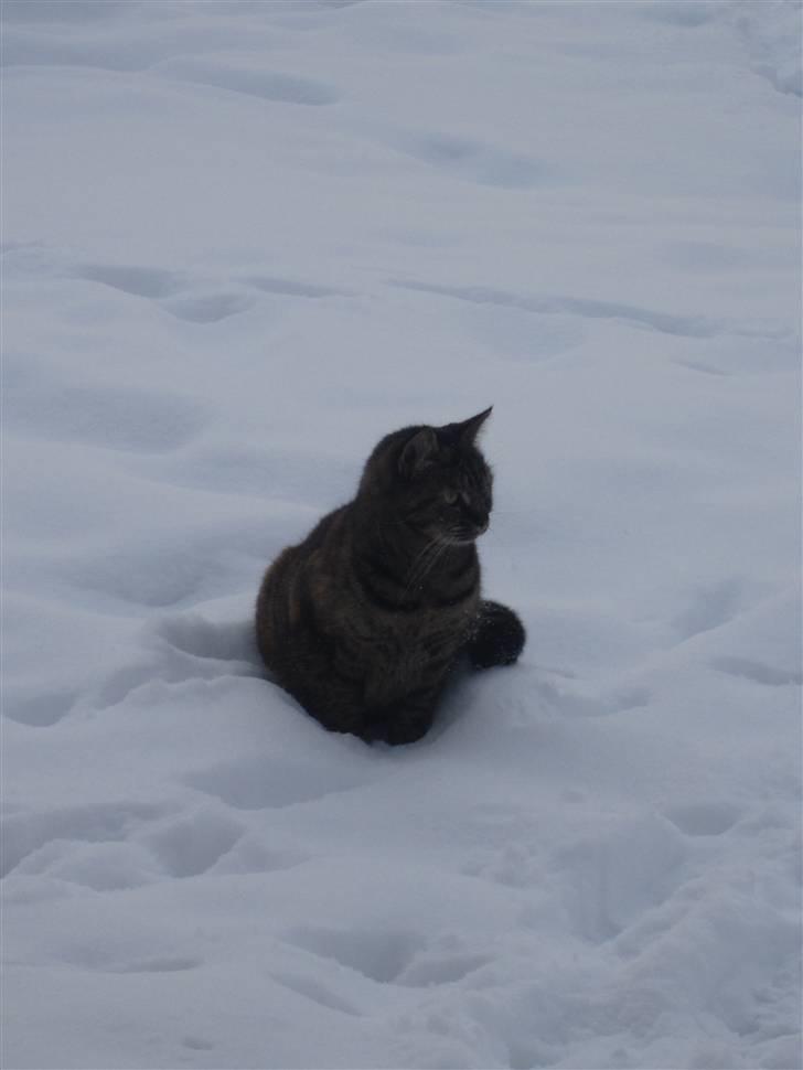 Huskat Janis billede 17