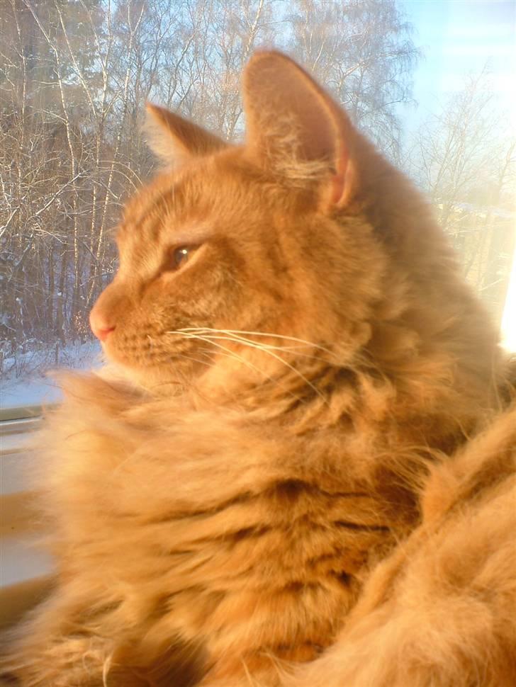 Maine Coon Joe the Bandit (Bandit) - 21/12 2010 billede 6
