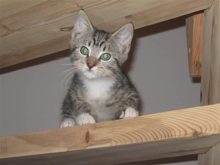 Huskat Vitus  billede 1