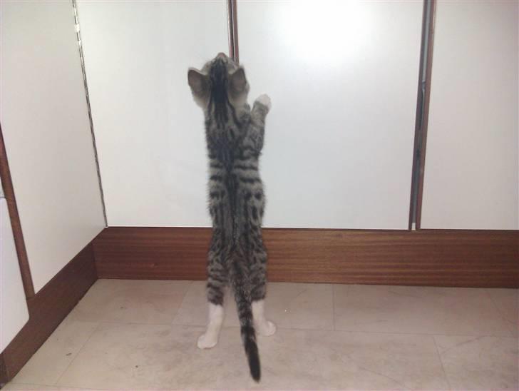 Huskat Vitus  billede 2