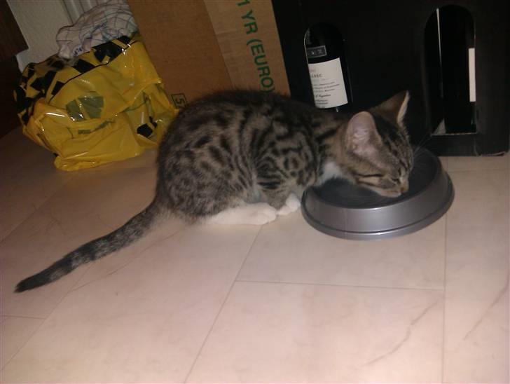 Huskat Vitus  billede 3