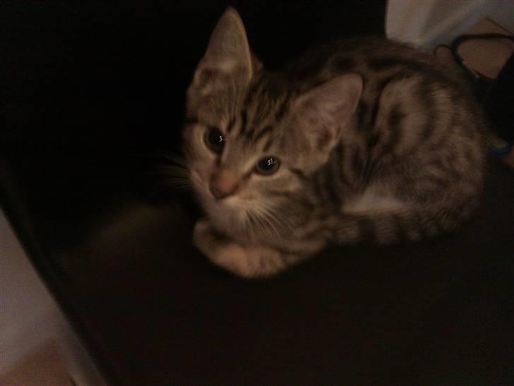 Huskat Vitus  billede 4