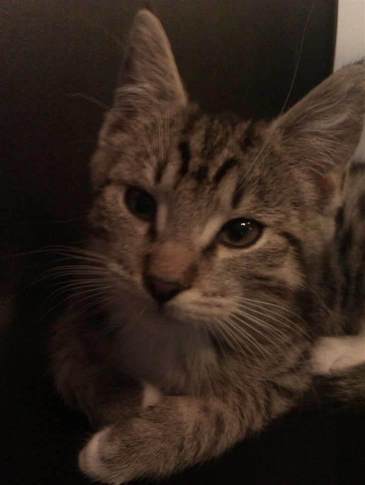 Huskat Vitus  billede 5