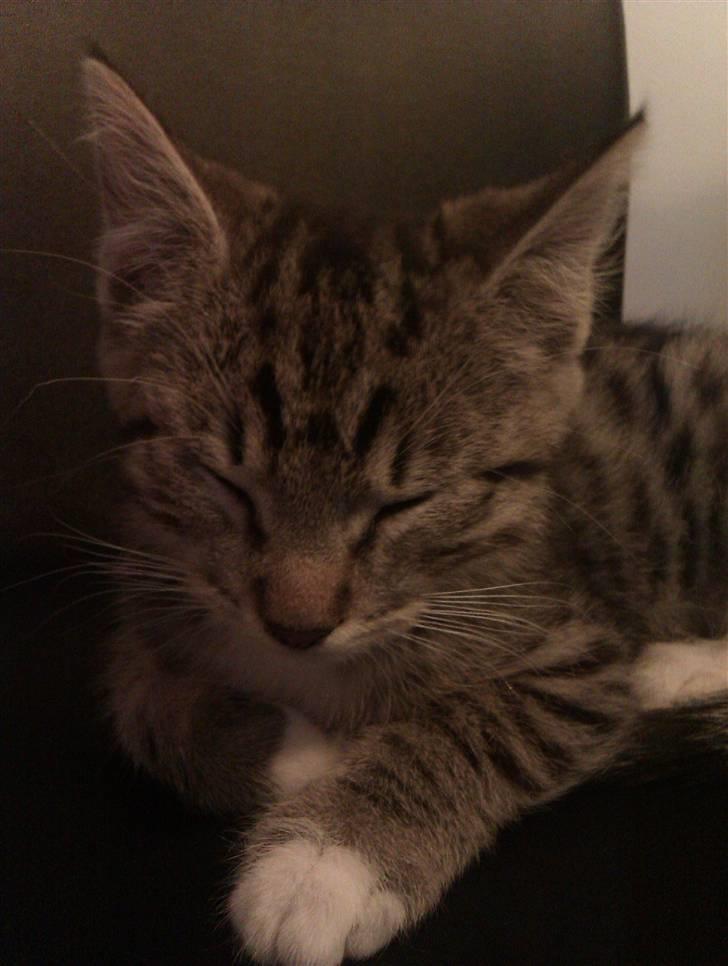 Huskat Vitus  billede 6