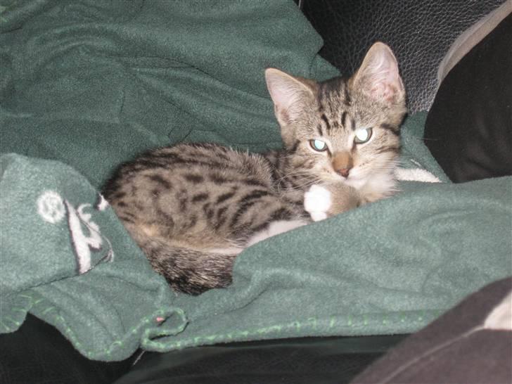 Huskat Vitus  billede 7