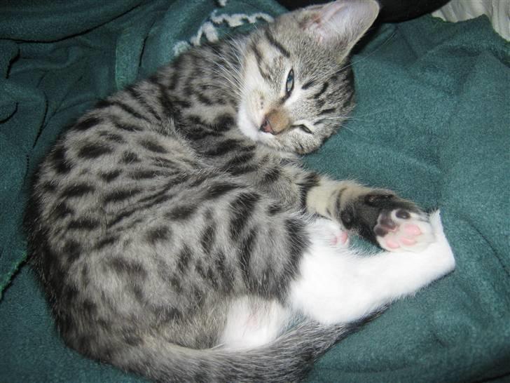 Huskat Vitus  billede 8