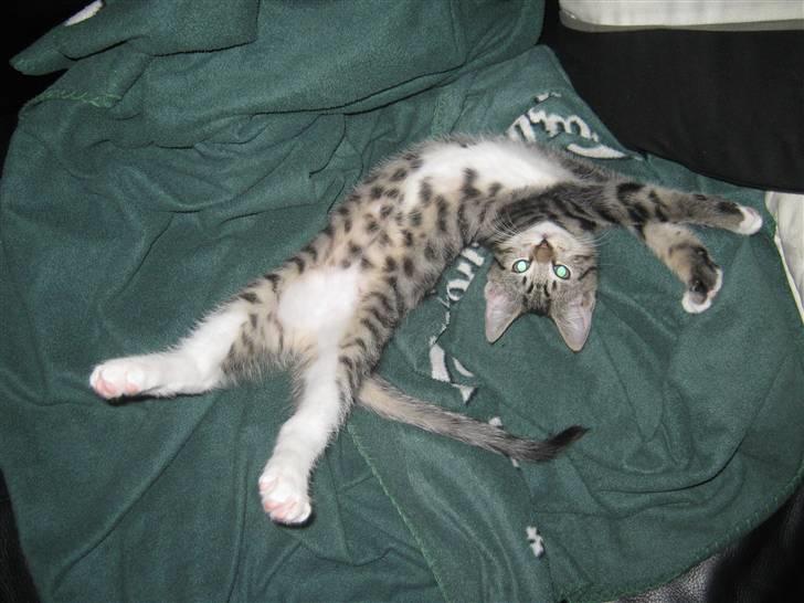 Huskat Vitus  billede 9