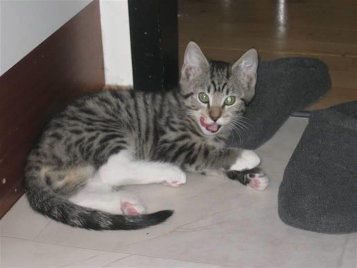 Huskat Vitus  billede 10