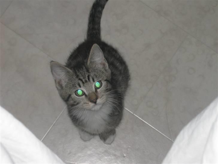 Huskat Vitus  billede 11