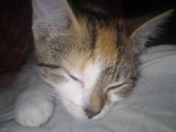 Huskat Mis billede 5