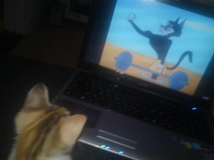 Huskat Mis billede 6