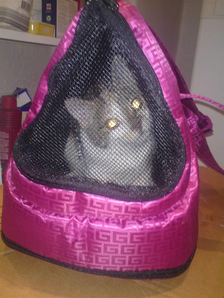 Huskat Mis - Mis i sin nye taske/hule billede 7