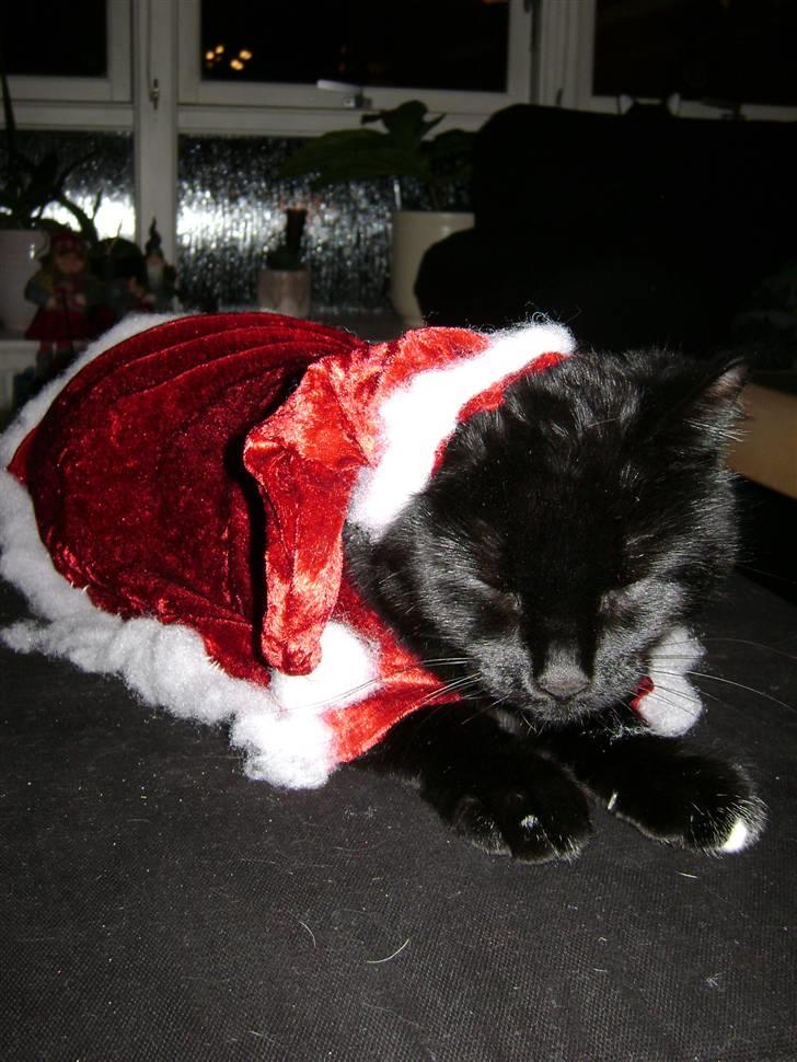 Huskat Simba - Kattenes konge! billede 15