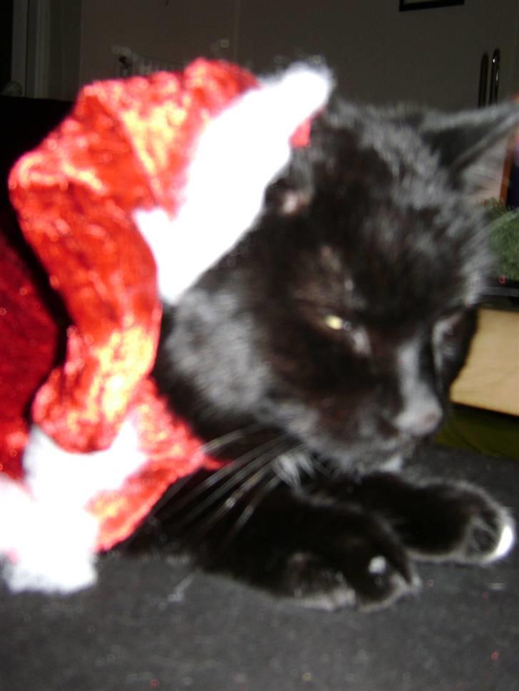 Huskat Simba - Kattenes konge! billede 16