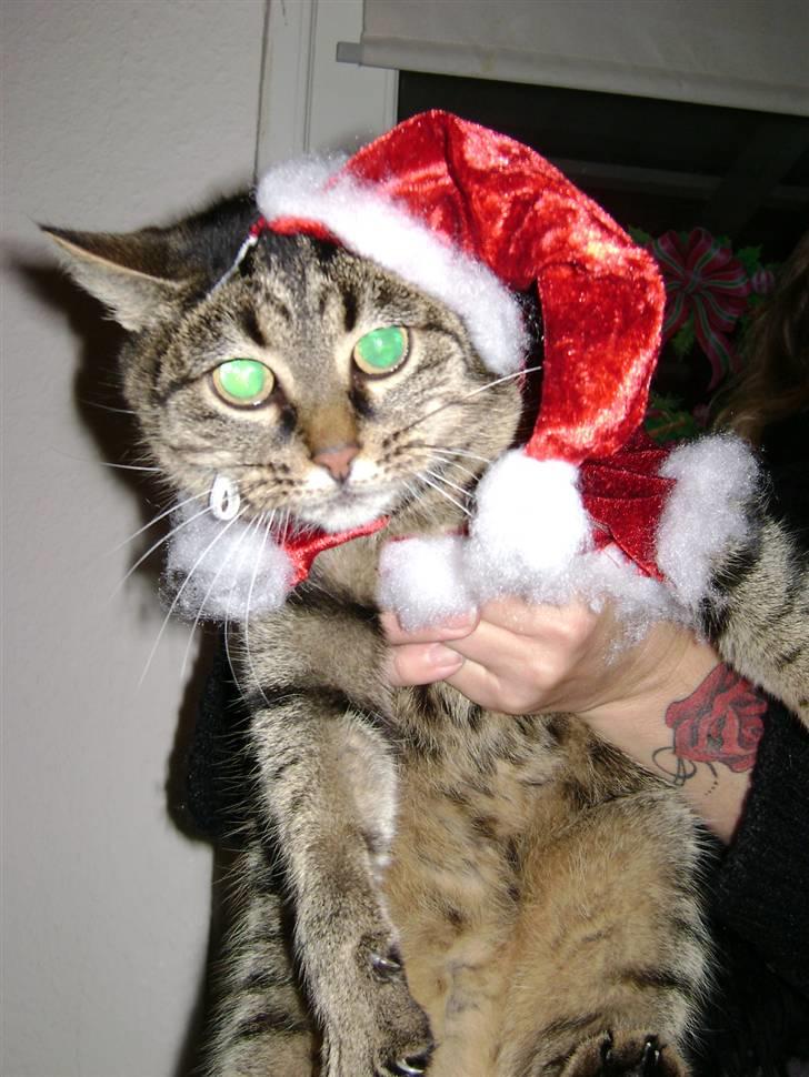 Huskat MisMolly - IKKE MIN MERE! billede 9