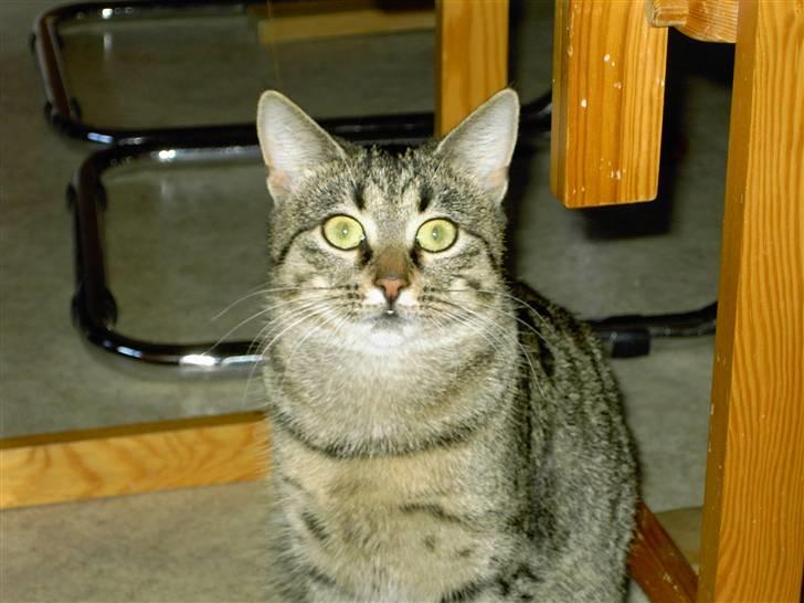 Huskat MisMolly - IKKE MIN MERE! billede 10