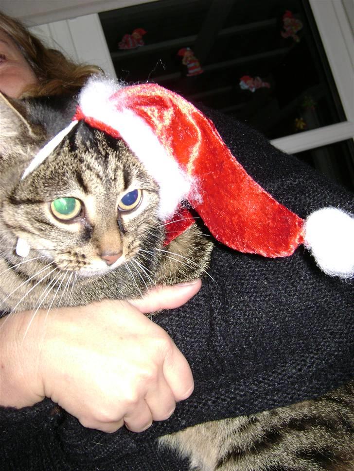 Huskat MisMolly - IKKE MIN MERE! billede 11