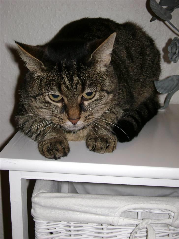 Huskat MisMolly - IKKE MIN MERE! billede 12