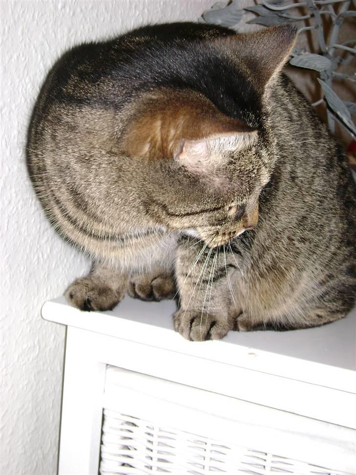 Huskat MisMolly - IKKE MIN MERE! billede 13