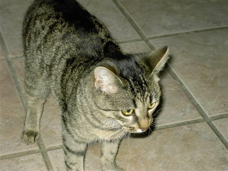 Huskat MisMolly - IKKE MIN MERE! billede 14