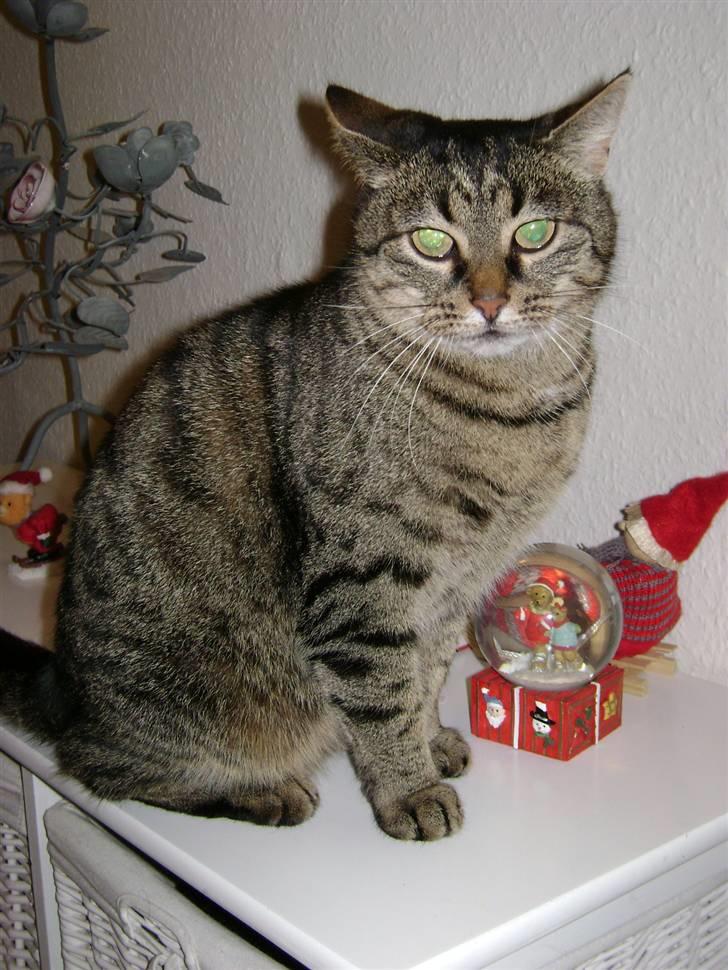 Huskat MisMolly - IKKE MIN MERE! billede 16