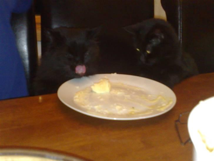 Norsk Skovkat Bamsefar - Se mig, jeg kan slikke på min egen næse, giver det ikke en bøf mere....? billede 1