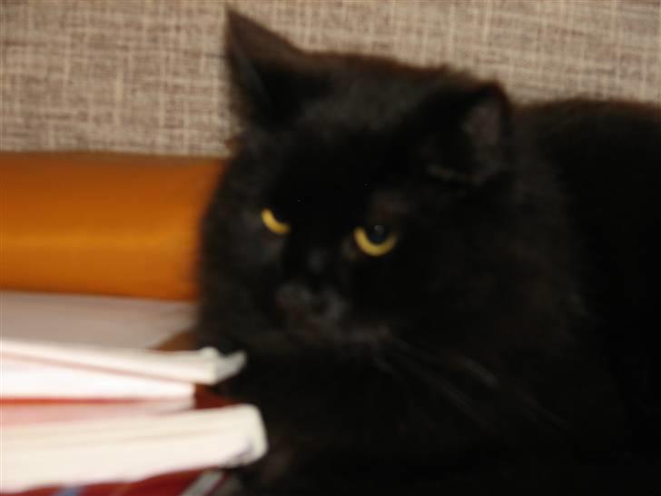 Norsk Skovkat Bamsefar billede 2