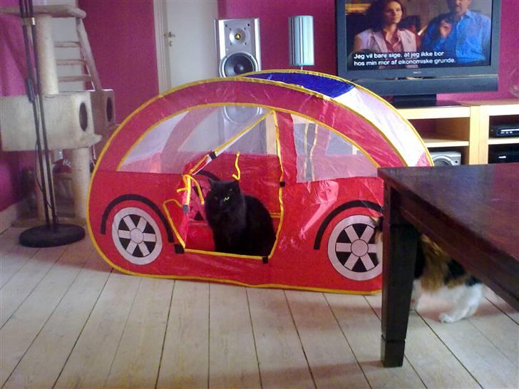 Norsk Skovkat Bamsefar billede 3