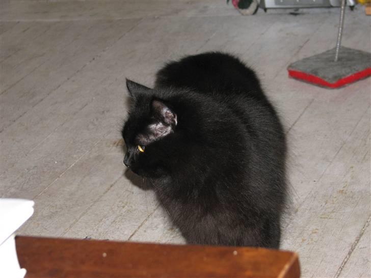 Norsk Skovkat Bamsefar billede 4