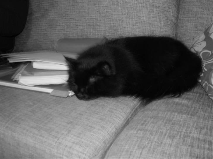 Norsk Skovkat Bamsefar billede 5