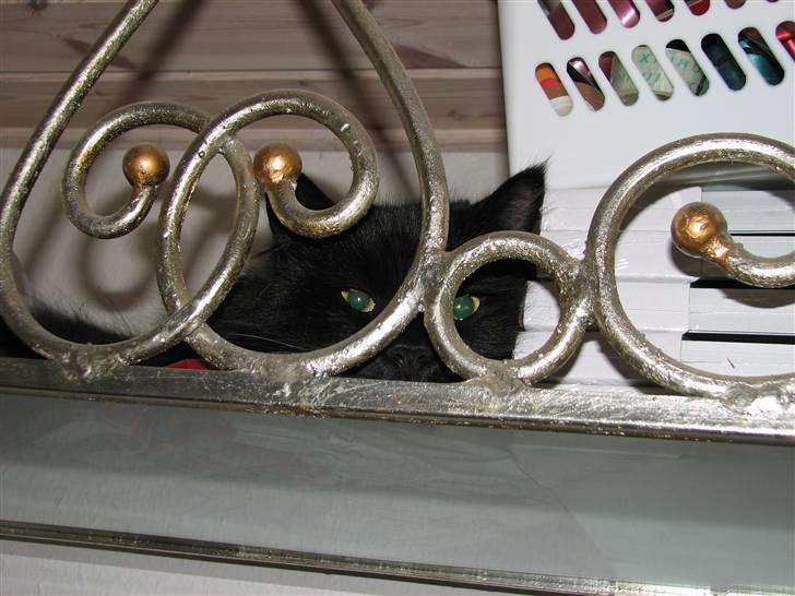 Norsk Skovkat Bamsefar - Jeg gemmer mig... Der er ikke nogen der kan se mig... billede 6