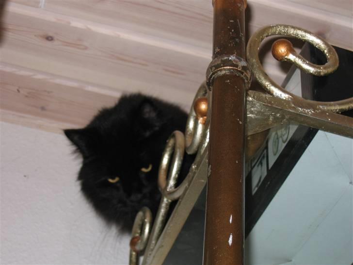 Norsk Skovkat Bamsefar - Altså... Nu har jeg lagt her i 3 timer... Leder i overhovedet efter mig...? billede 7