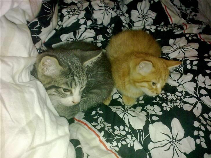 Blanding af racer Laban billede 3