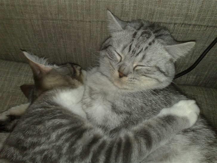 Blanding af racer Laban billede 4