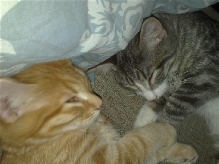 Blanding af racer Laban billede 5