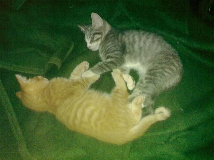 Blanding af racer Laban billede 6