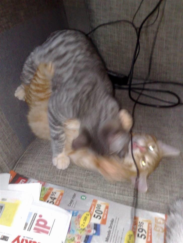 Blanding af racer Laban billede 7