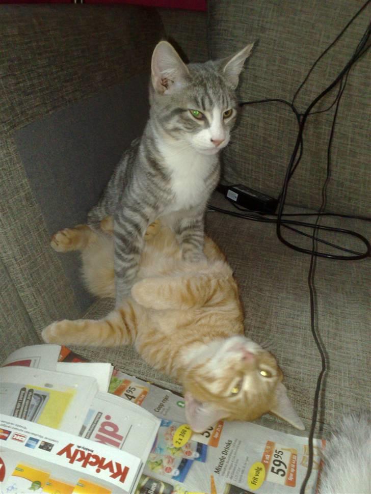 Blanding af racer Laban billede 8