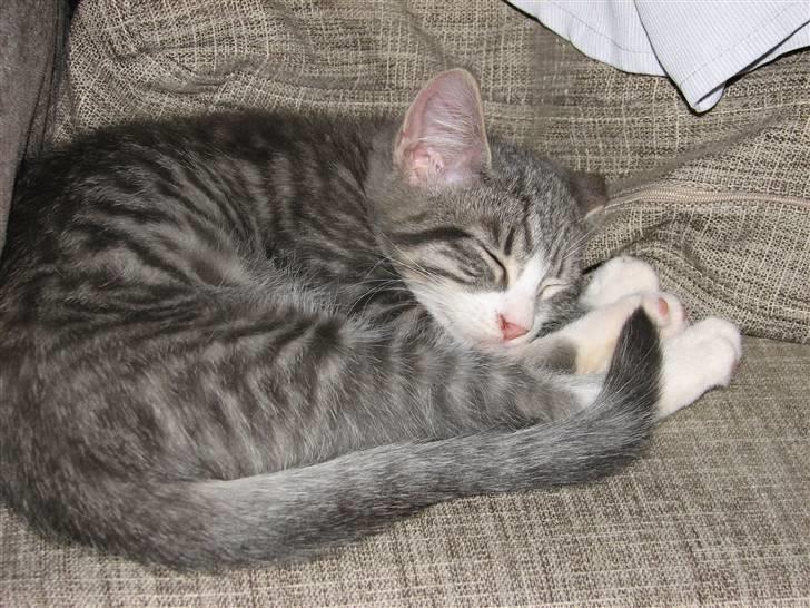 Blanding af racer Laban billede 9