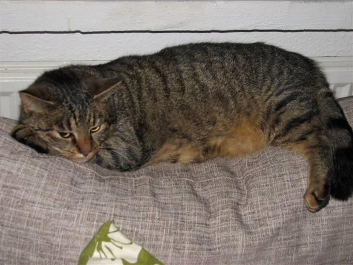 Blanding af racer Lillefis billede 1