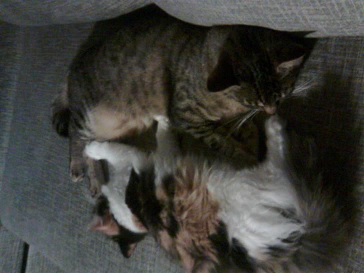 Blanding af racer Lillefis billede 2