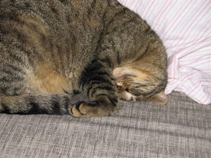 Blanding af racer Lillefis billede 3