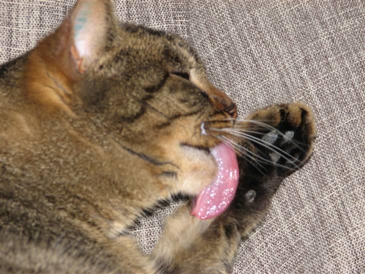 Blanding af racer Lillefis billede 4