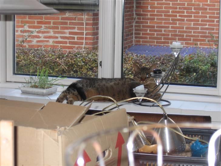 Blanding af racer Lillefis billede 5