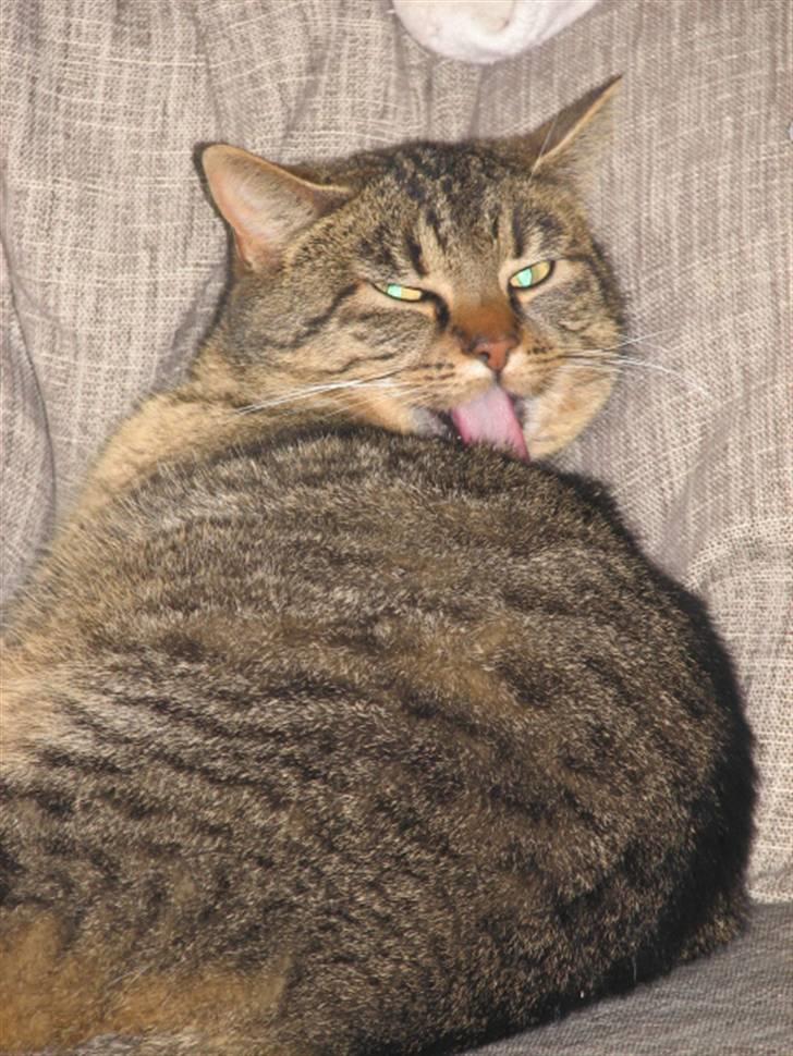 Blanding af racer Lillefis billede 6